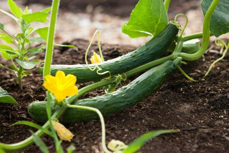 Jardins Harmonie Pro