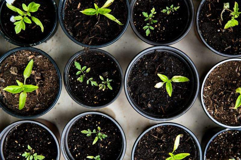 Quels arbustes choisir pour un jardin élégant toute l’année ?