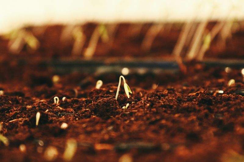 Plantation d'arbres, fleurs et végétaux adaptés au climat local